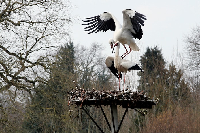 Ooievaars op een nest in Herwijnen. 